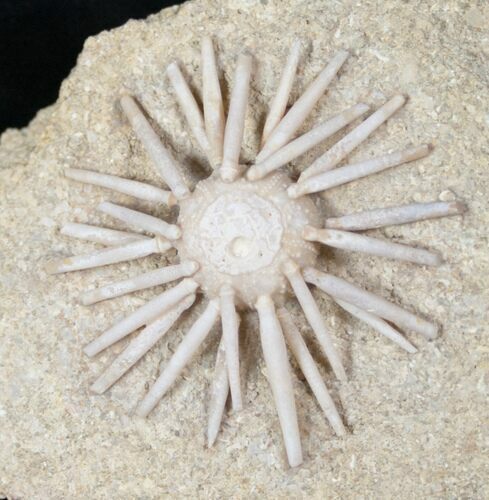 Salenia Urchin Fossil - Late Cretaceous #12947
